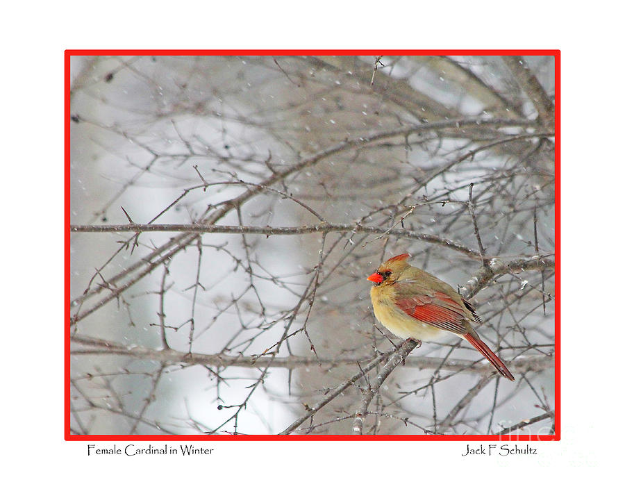 Female Cardinal in Winter Photograph by Jack Schultz