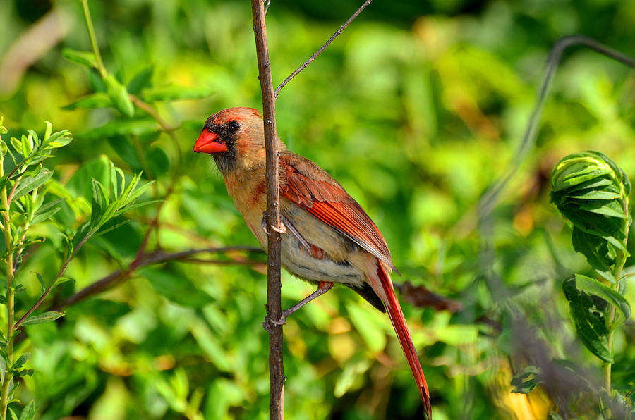 Cardinal Photograph - Female Cardinal Peeks around branch - 5100c5697a by Paul Lyndon Phillips