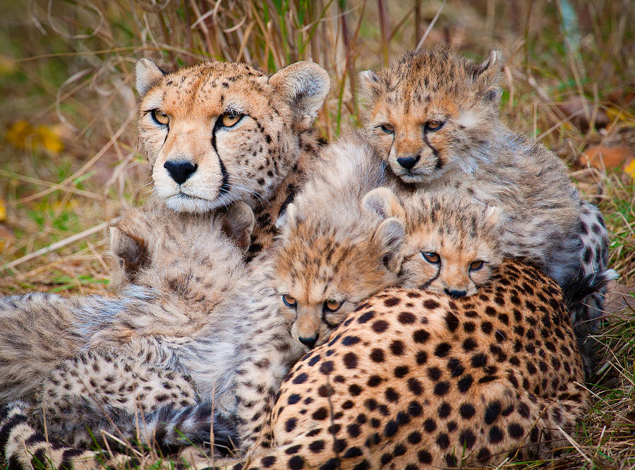 Female Cheetah And Cubs Photograph By Colin Carter Photography