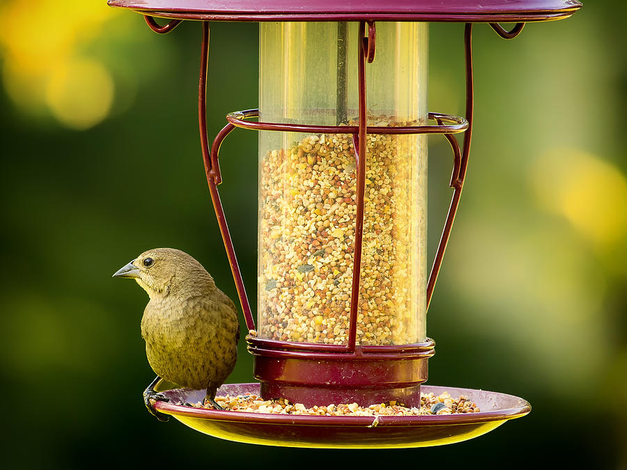 Female Cowbird on Feeder Photograph by Bill and Linda Tiepelman