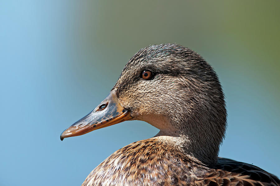 Female Duck closeup Photograph by Terry Dadswell