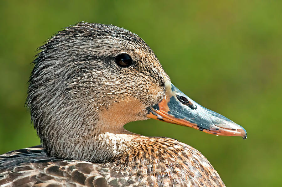 Female duck head profile Photograph by Terry Dadswell