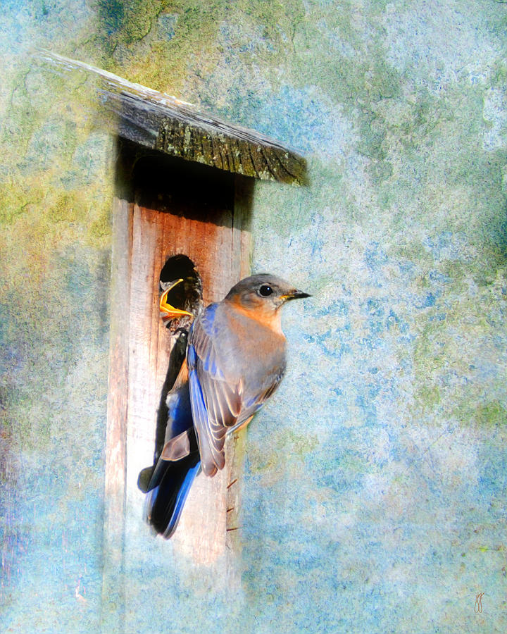 Female Eastern Bluebird at Nesting Box Photograph by Jai Johnson