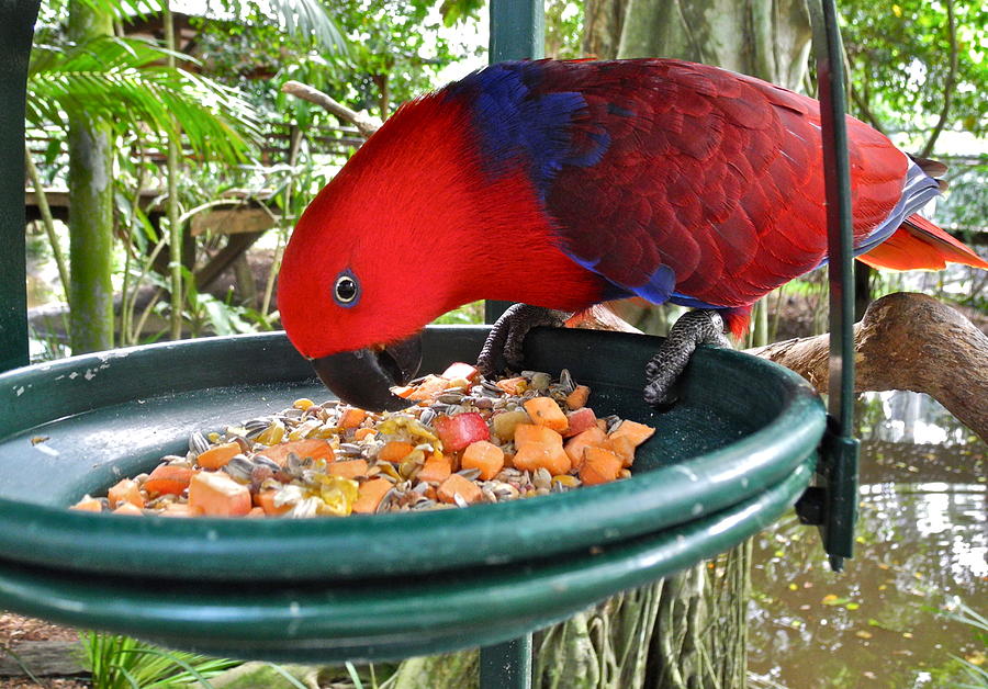 Female Eclectus Parrrot Photograph by Kirsten Giving
