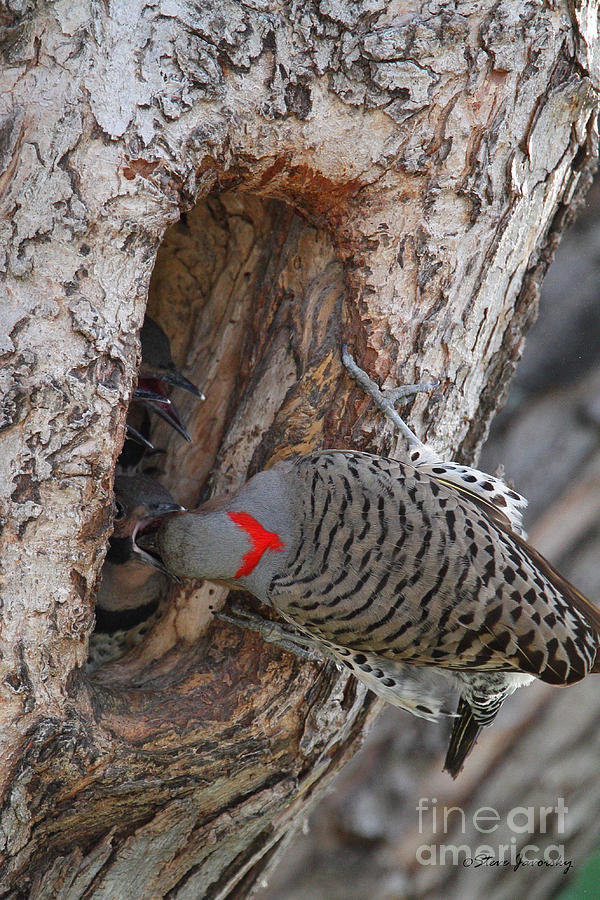 Female Flicker Feeding the Young Photograph by Steve Javorsky
