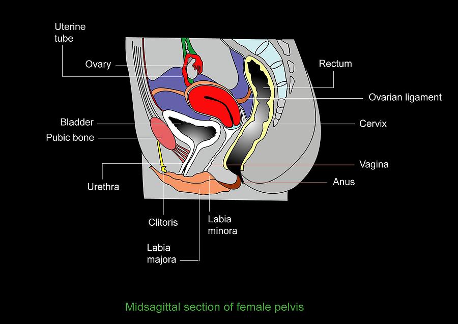 Female Genitourinary System Artwork Photograph By Francis Leroy