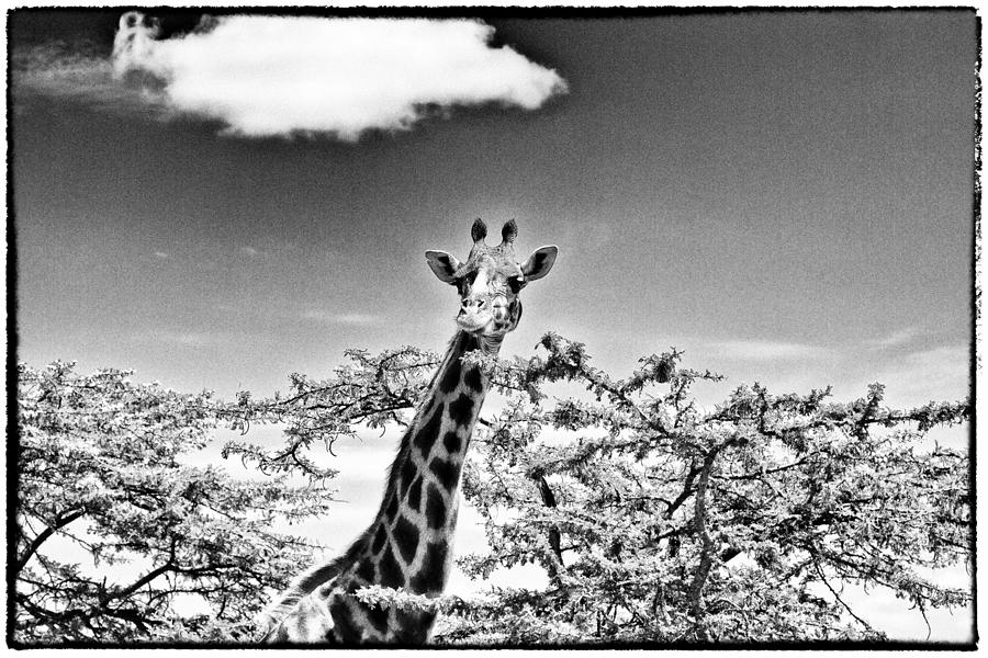 Female Giraffe  Photograph by Perla Copernik