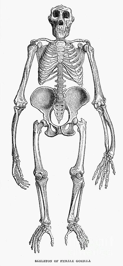 Female Gorilla Skeleton Drawing by Granger