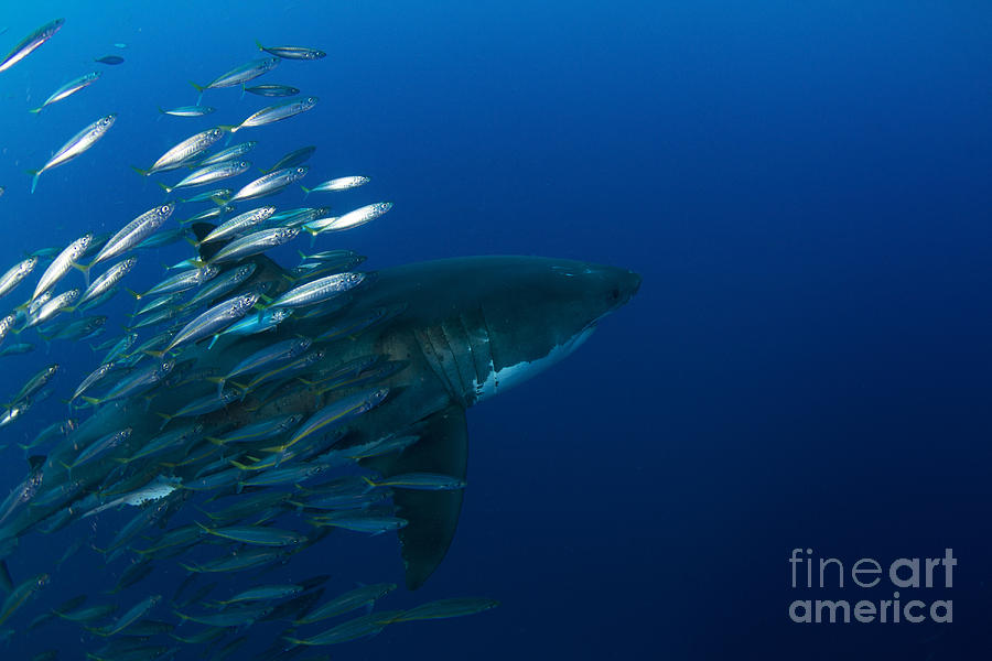 Great White Shark Photograph - Female Great White Shark With A School by Todd Winner