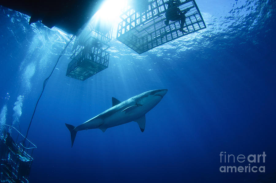 Female Great White With Cages Photograph by Todd Winner