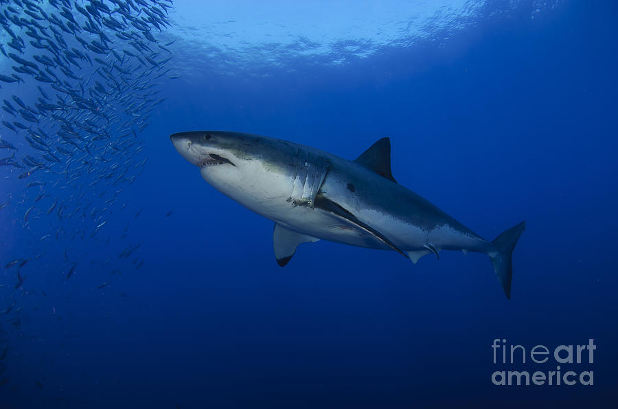 Great White Shark Photograph - Female Great White With Remora by Todd Winner