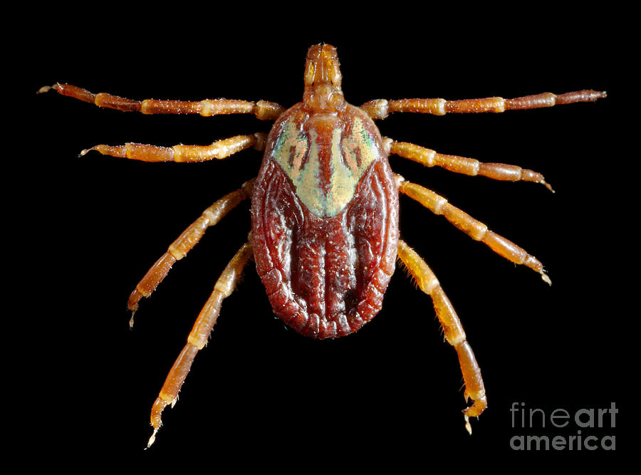 Female Gulf Coast Tick Photograph by Science Source