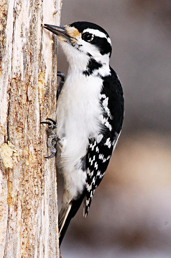 Female Hairy Woodpecker Photograph by Larry Ricker
