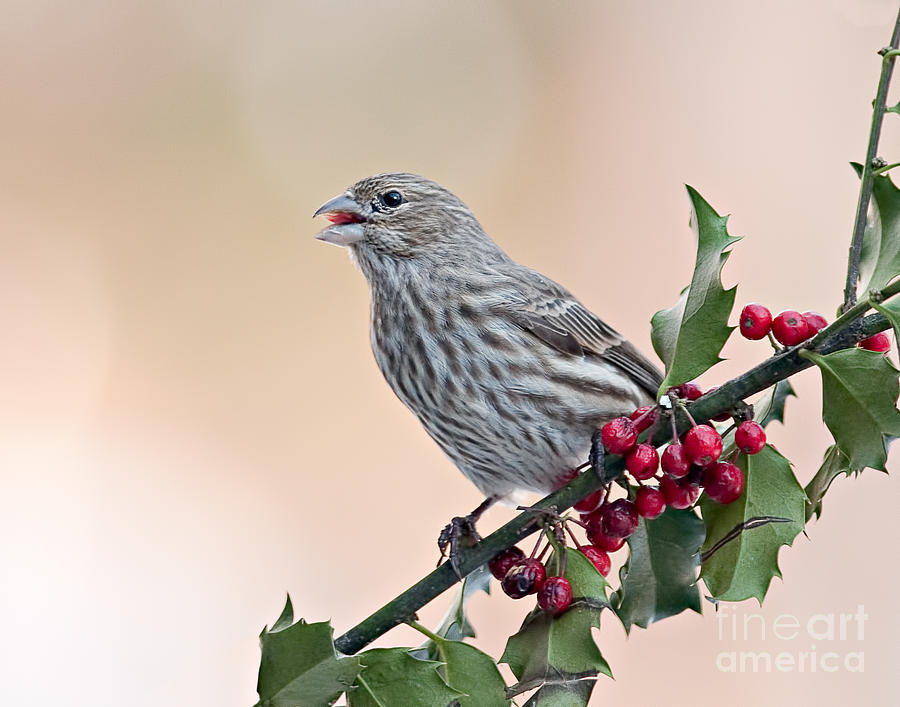 Female House Finch Photograph by Jean A Chang