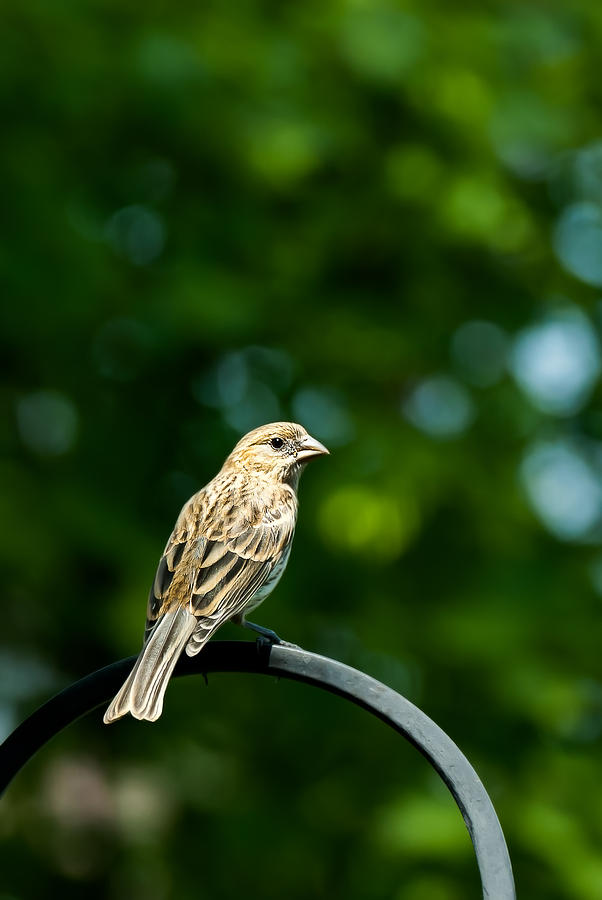 Female House Finch Perched Photograph by Onyonet Photo studios