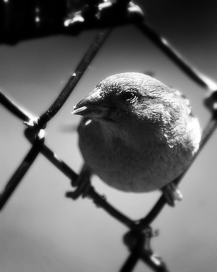 Female House Sparrow Photograph by Scott Hovind