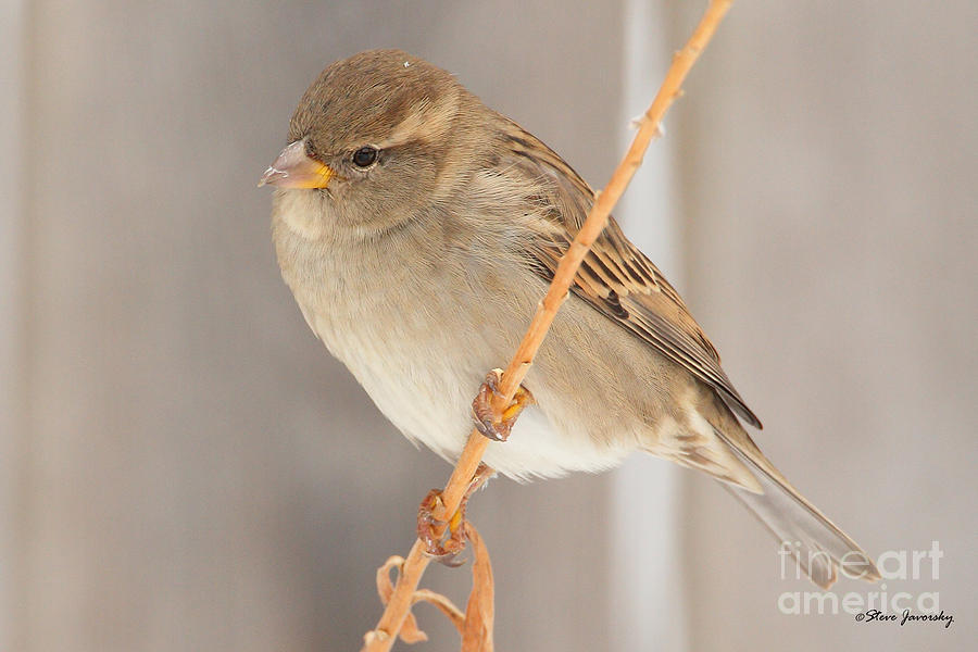 Female House Sparrow Photograph by Steve Javorsky