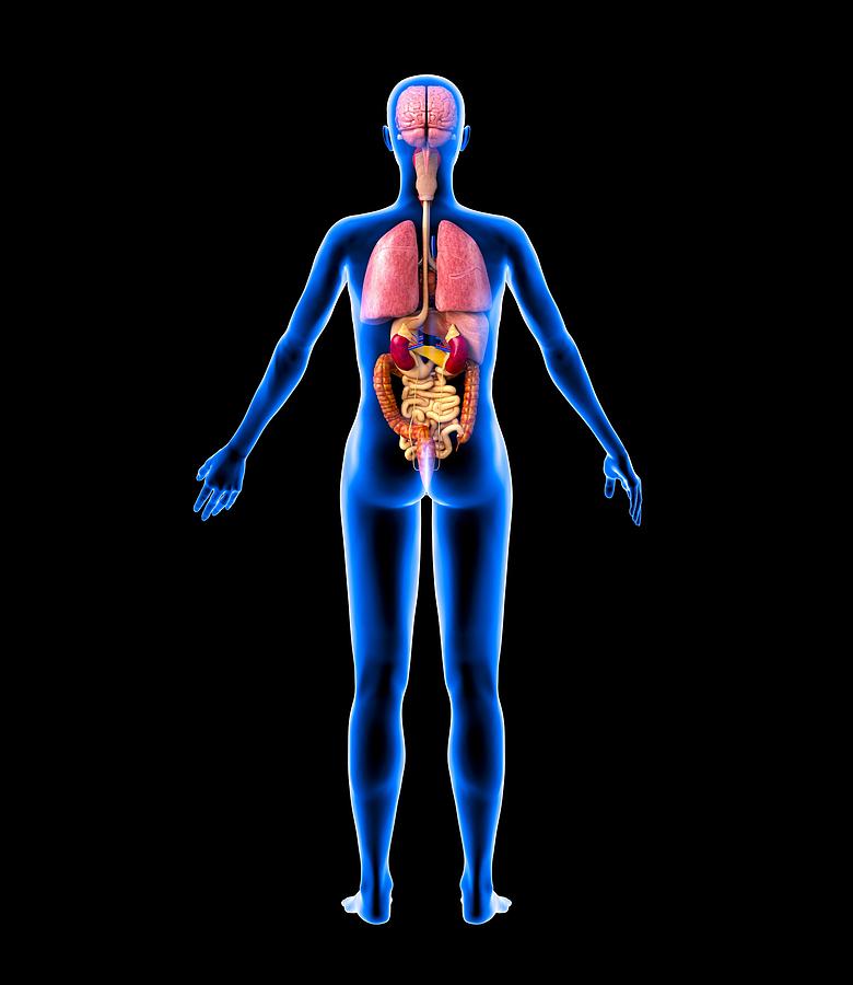 female diagram of internal organs