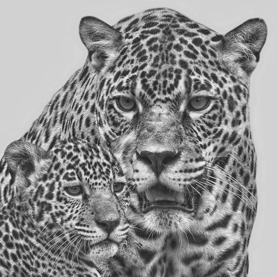 Female Jaguar And Cub Digital Art by Larry Linton