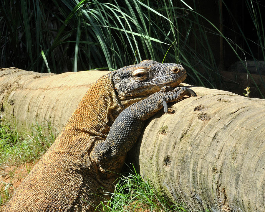 comodo dragon baby