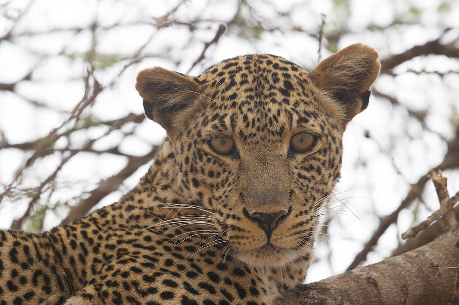 Female Leopard Close-Up Photograph by Howard Kennedy