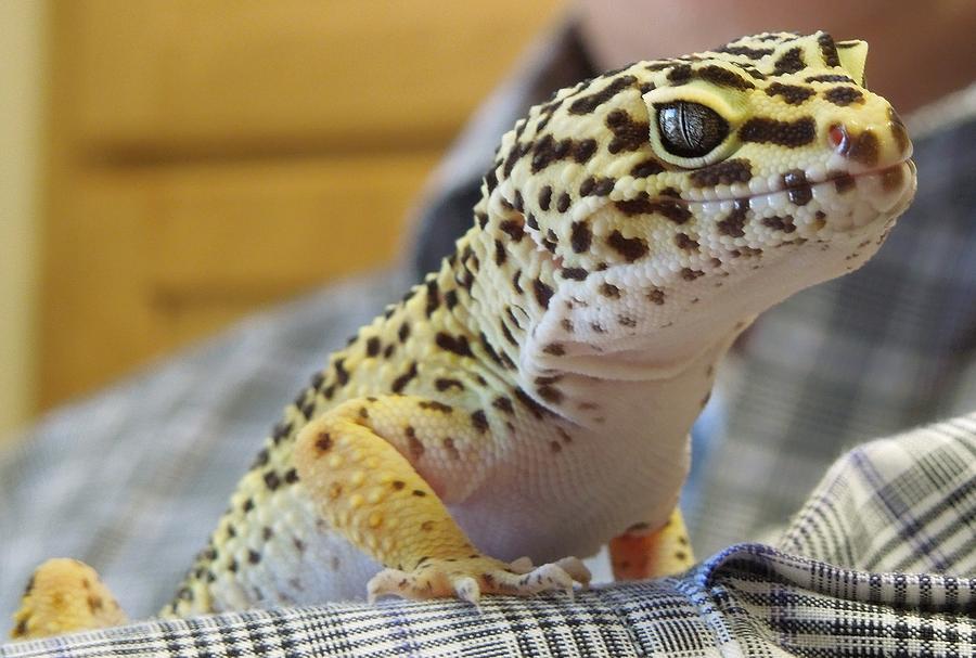 Female Leopard Spotted Gecko Photograph by Chad and Stacey Hall