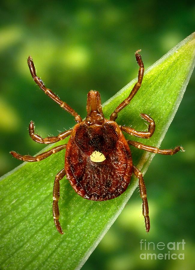Female Lone Star Tick Photograph by Science Source