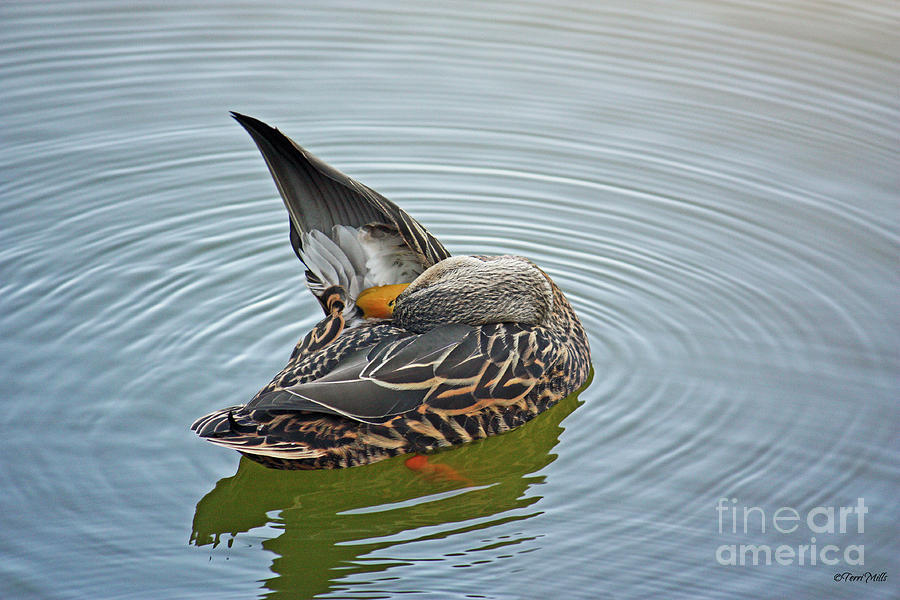 Female Mallard Duck - Preening by Terri Mills