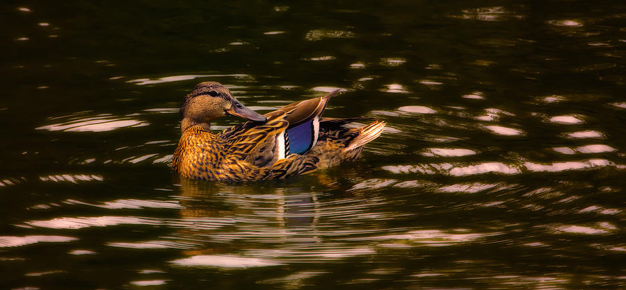 Female Mallard Duck Photograph by Bill and Linda Tiepelman
