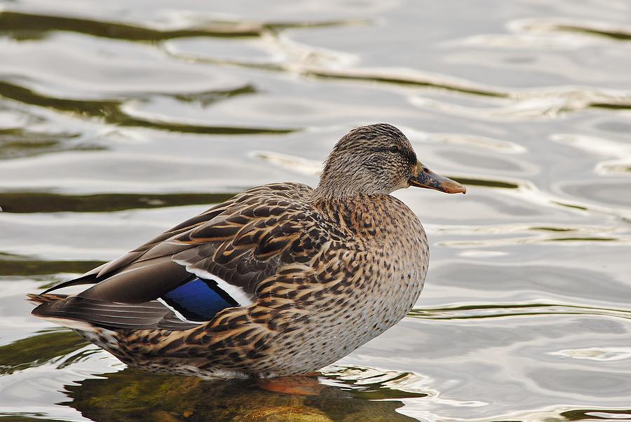 Female mallard duck Photograph by David Campione
