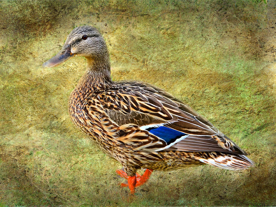 Female Mallard Duck Photograph By Debbie Portwood   Female Mallard Duck Debbie Portwood 