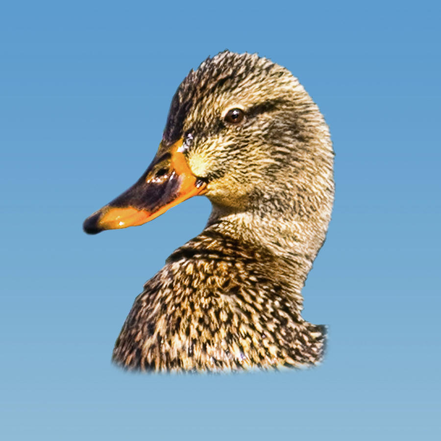 Female Mallard Duck by Delores Knowles