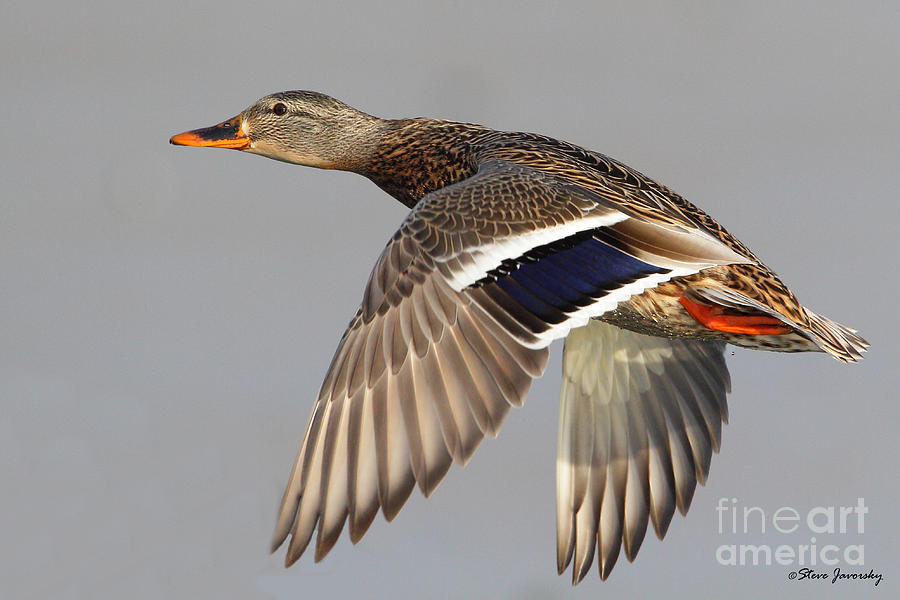 Female Mallard Duck in Flight Photograph by Steve Javorsky