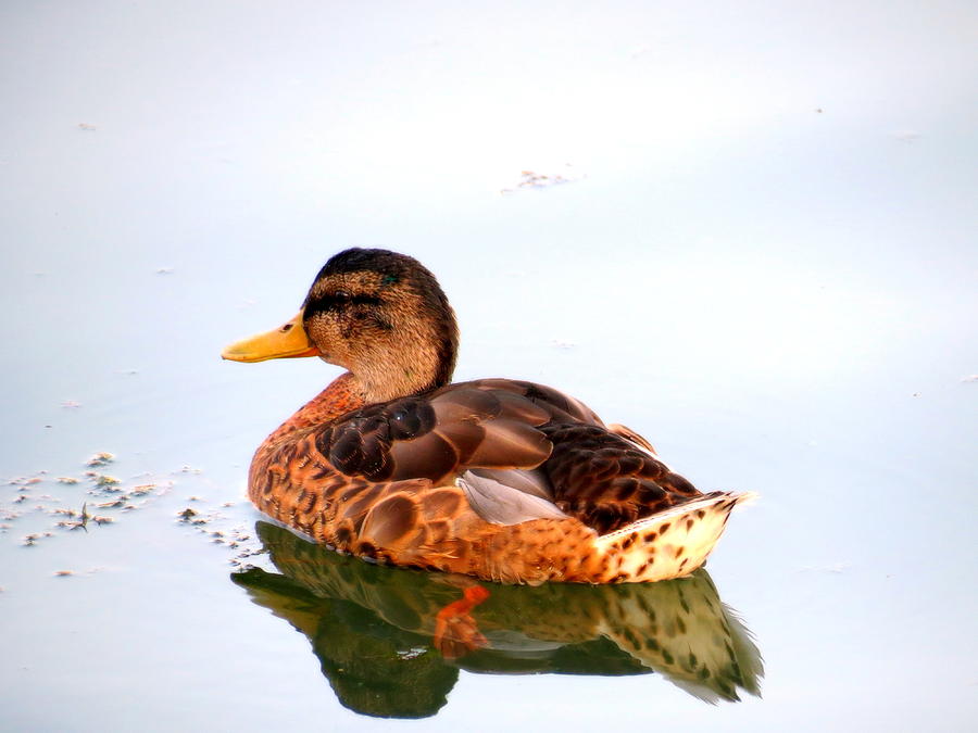 Female Mallard Duck Photograph by Kay Novy