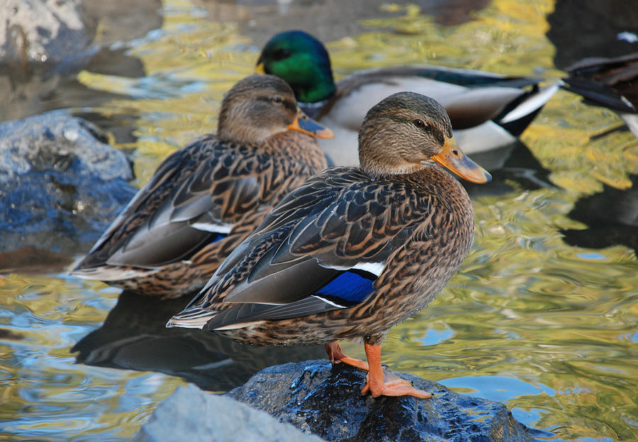 Female Mallards  Photograph by Perry Van Munster