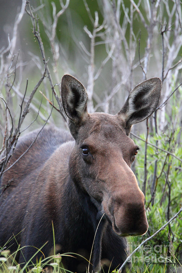 Female Moose Cow Photograph by Steve Javorsky