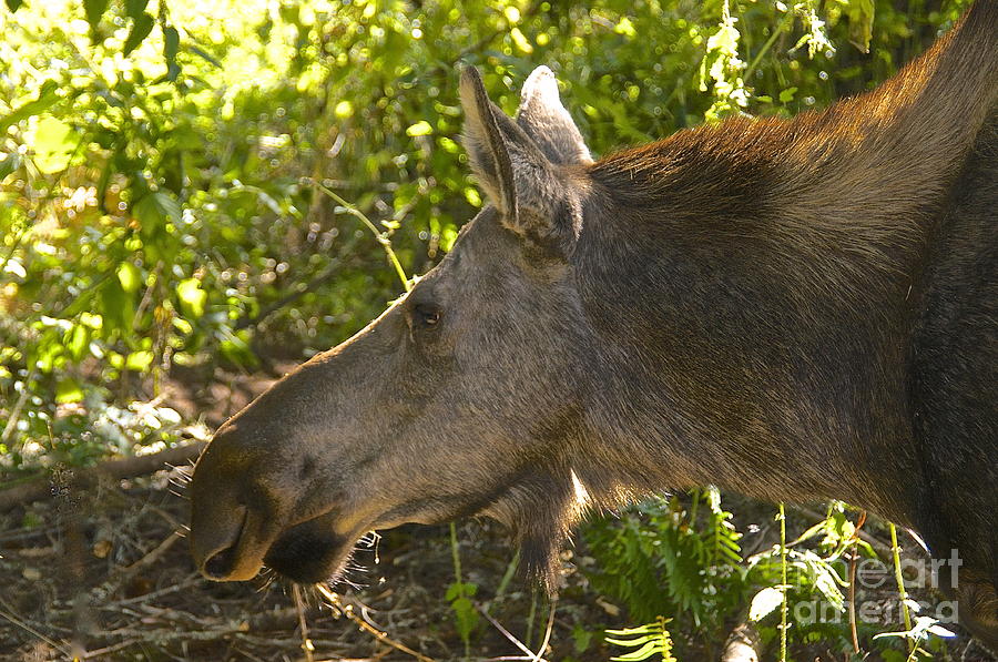 Female Moose Photograph by Sean Griffin - Pixels