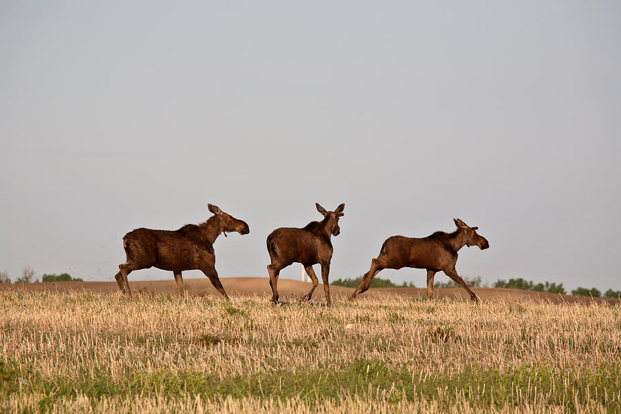 Female moose with male calves in Saskatchewan field Photograph by Mark Duffy