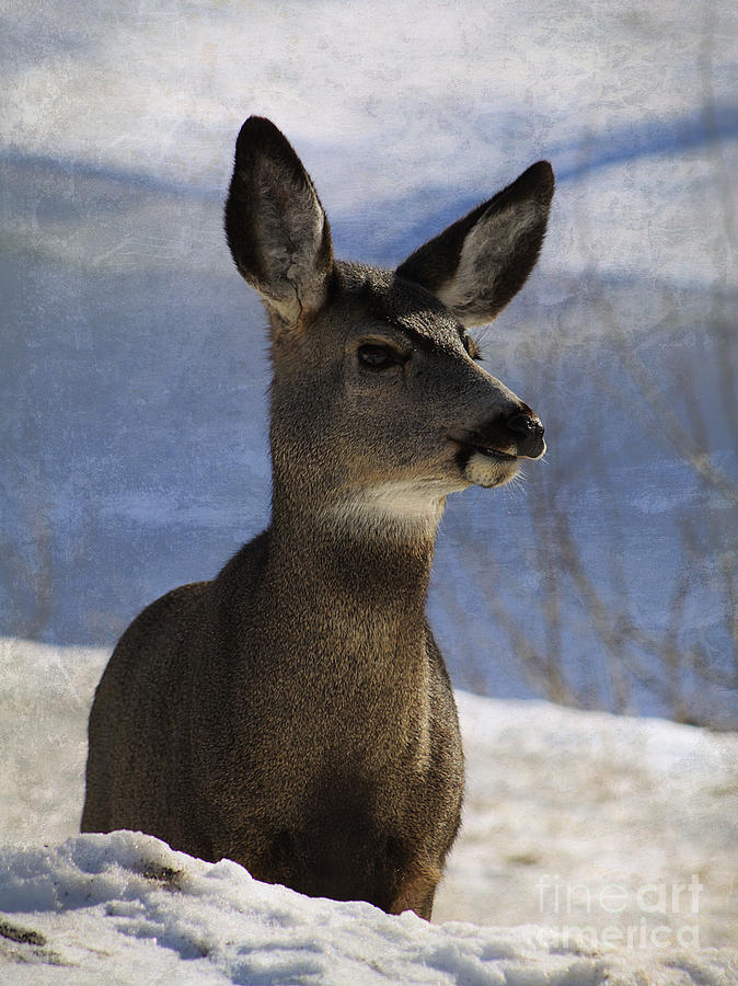Female Mule Deer Photograph by Alyce Taylor