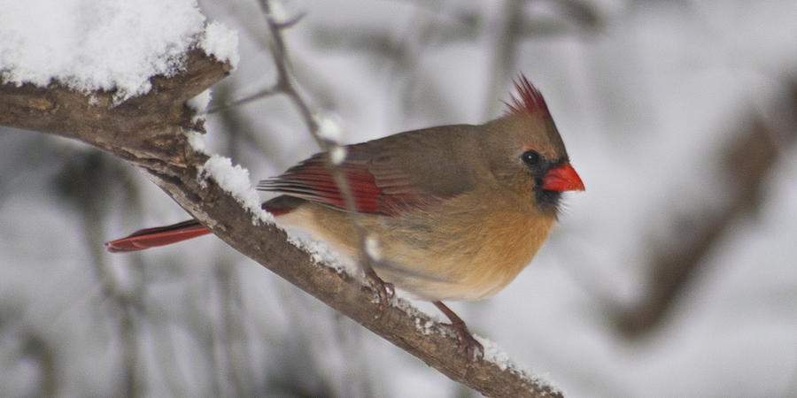 Female Northern Cardinal 4230 pan Photograph by Michael Peychich