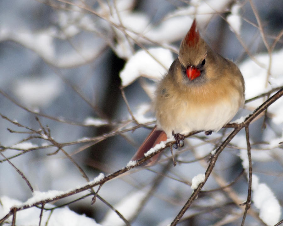 Female Northern Cardinal 4300 Photograph by Michael Peychich