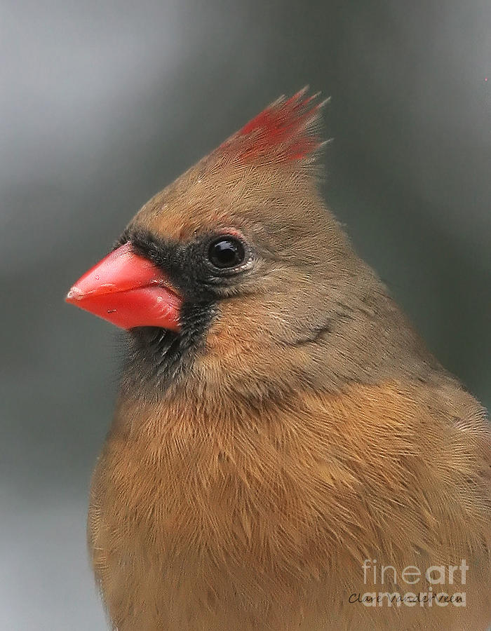 Female Northern Cardinal Photograph by Clare VanderVeen