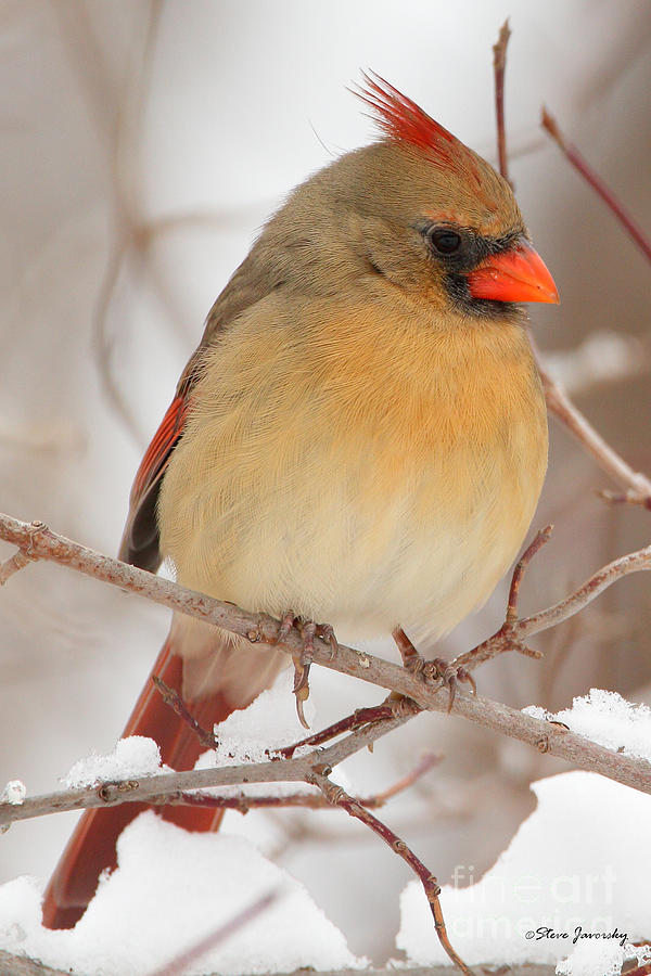 Female Northern Cardinal Photograph by Steve Javorsky