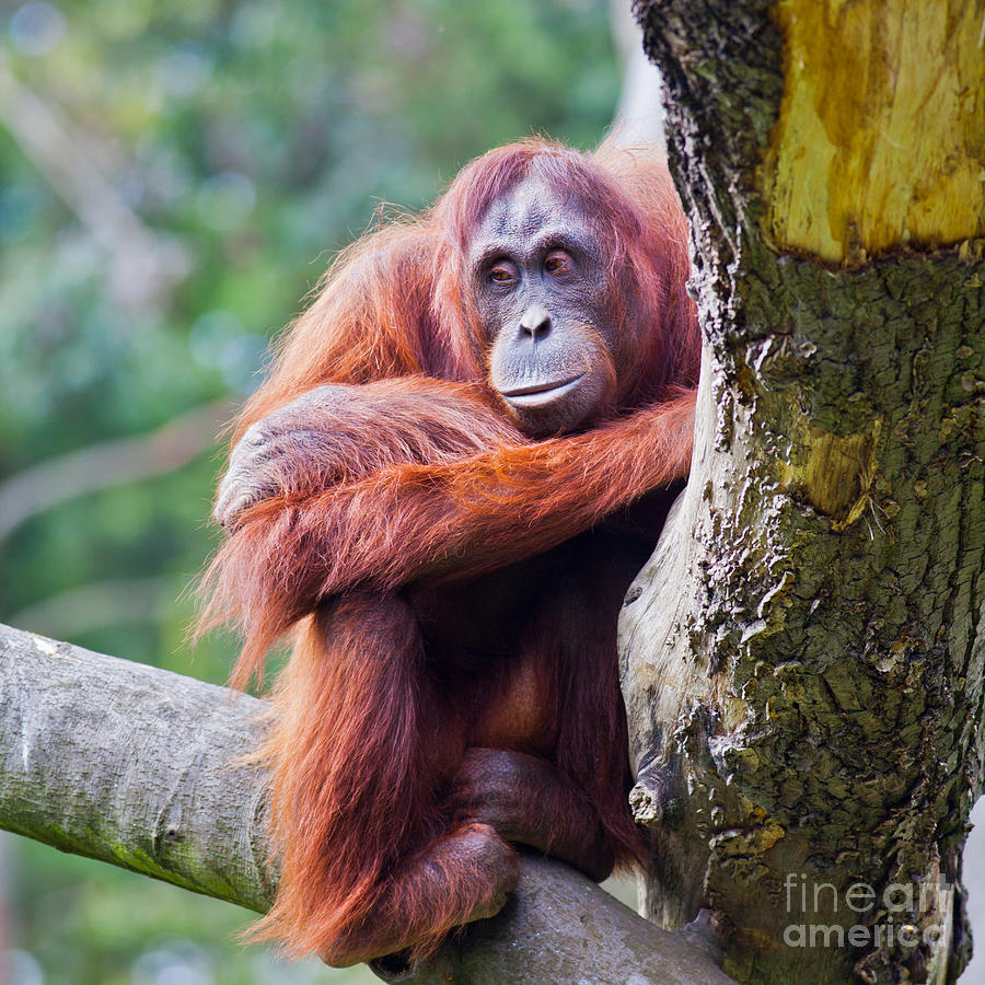Wildlife Photograph - Female Orangutan by Gabriela Insuratelu