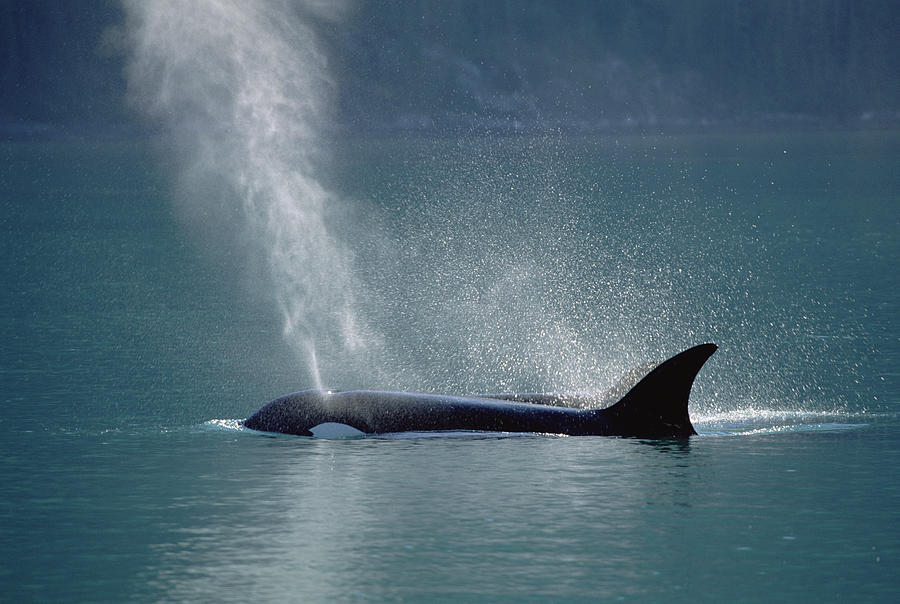 Female Orca Spouting Alaska Photograph by Konrad Wothe