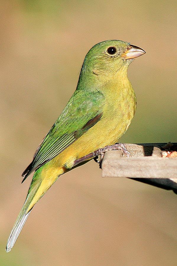 Female Painted Bunting Photograph By Ira Runyan Fine Art America   Female Painted Bunting Ira Runyan 