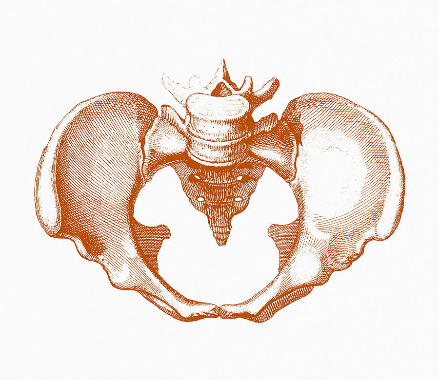 Female Pelvis Photograph by Mehau Kulyk | Fine Art America