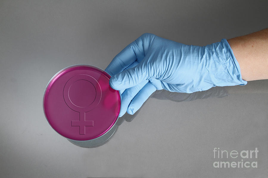 Female Petri Dish Photograph by Photo Researchers