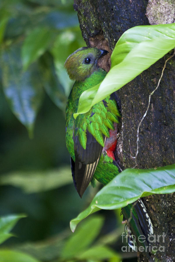 Female Quetzal at nest site Photograph by Heiko Koehrer-Wagner