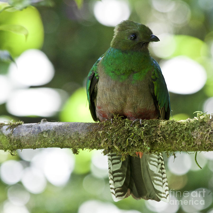 Female Quetzal Profile Photograph by Heiko Koehrer-Wagner